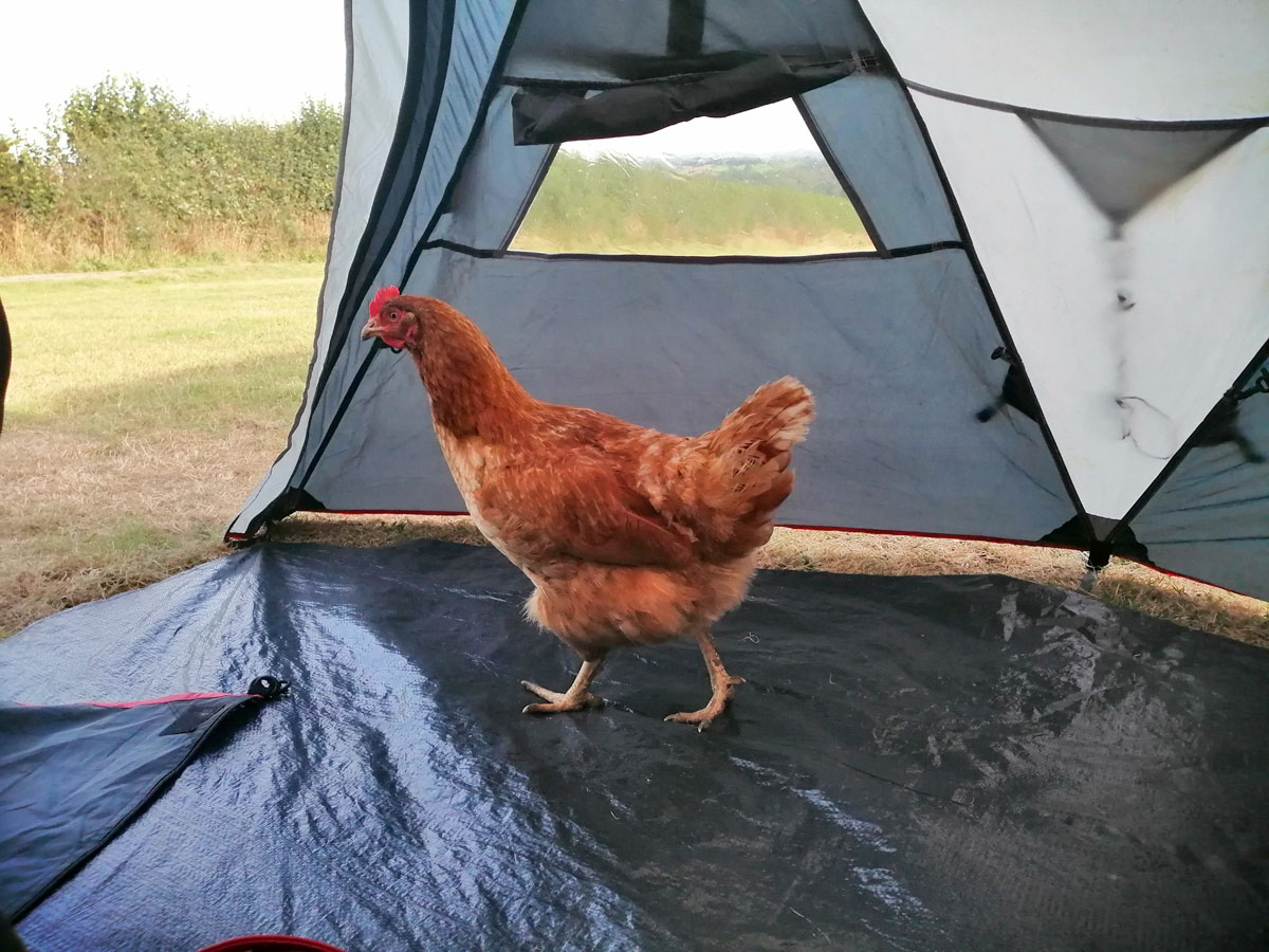 Photo of a cheeky hen walking inside a tent.