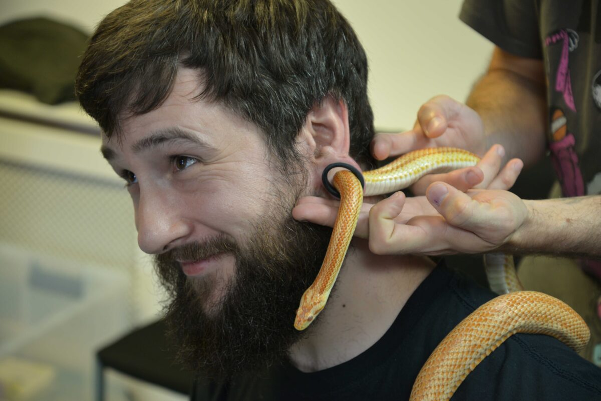 Corn snake through rich's ear loop