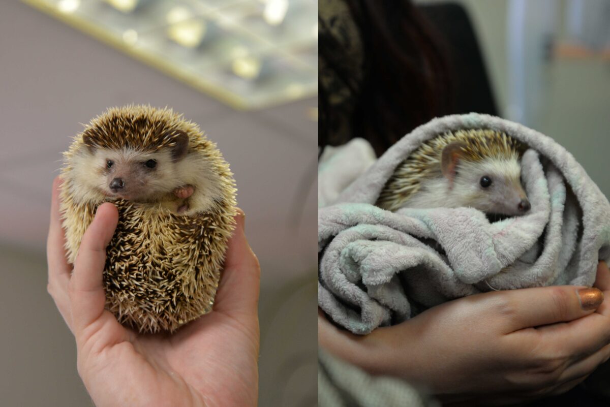 Hedgehog