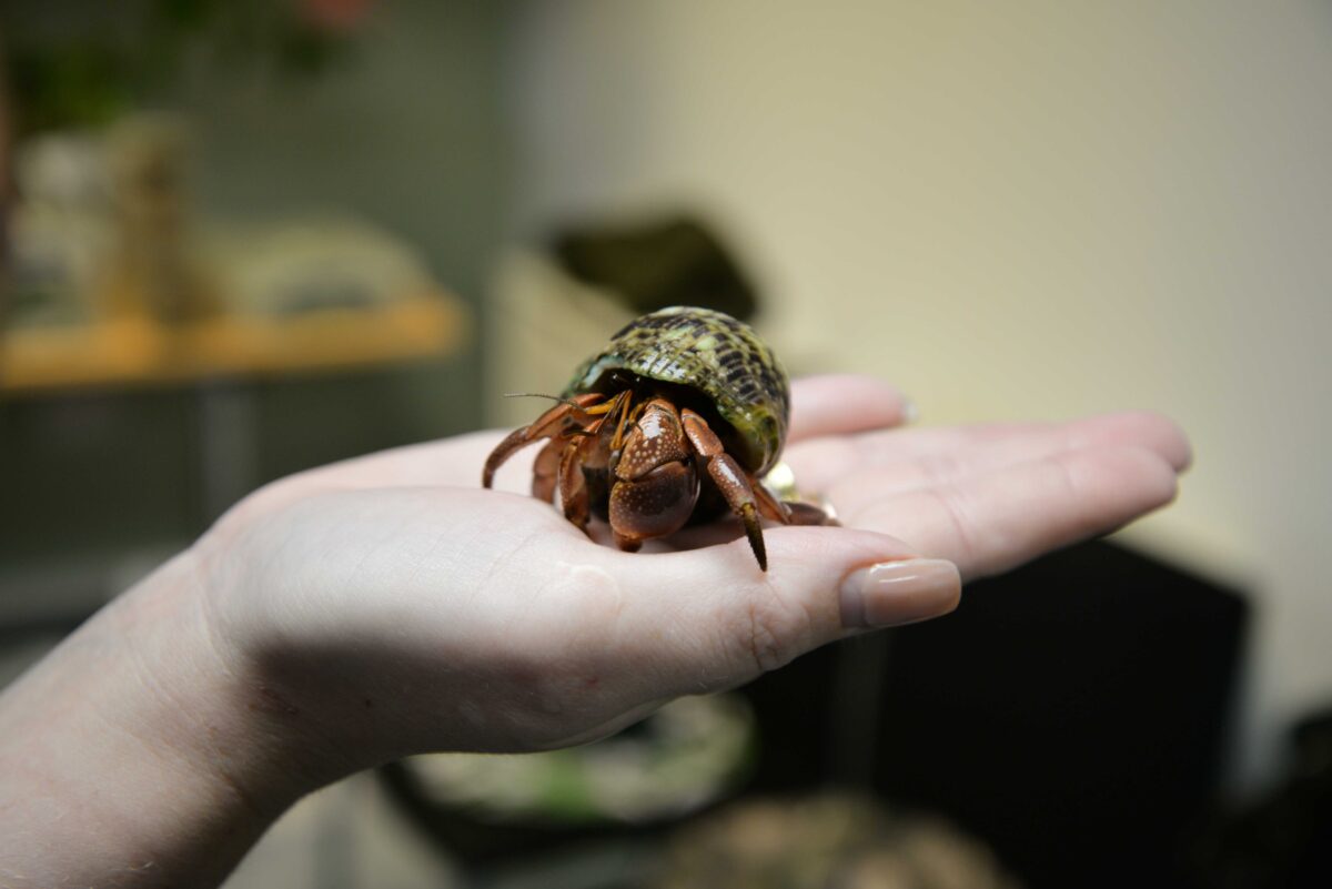 Hermit Crab