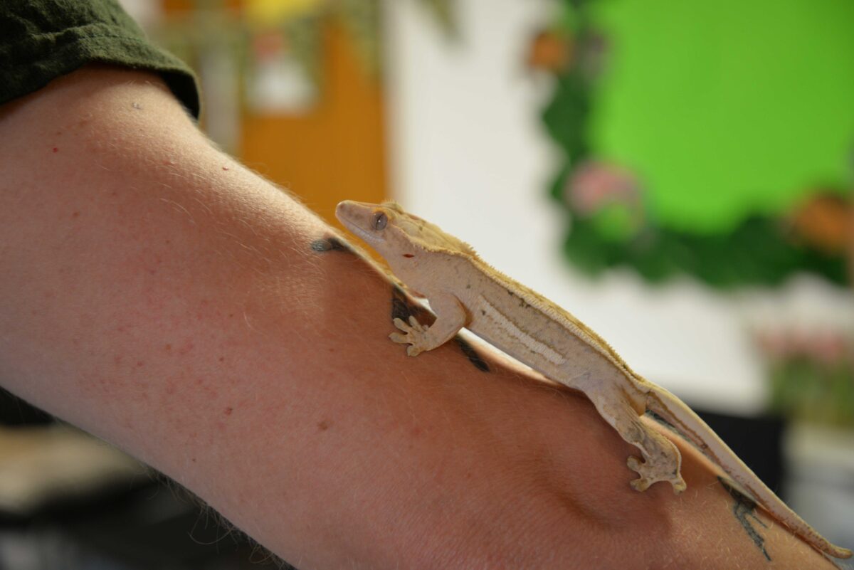 Crested Gecko
