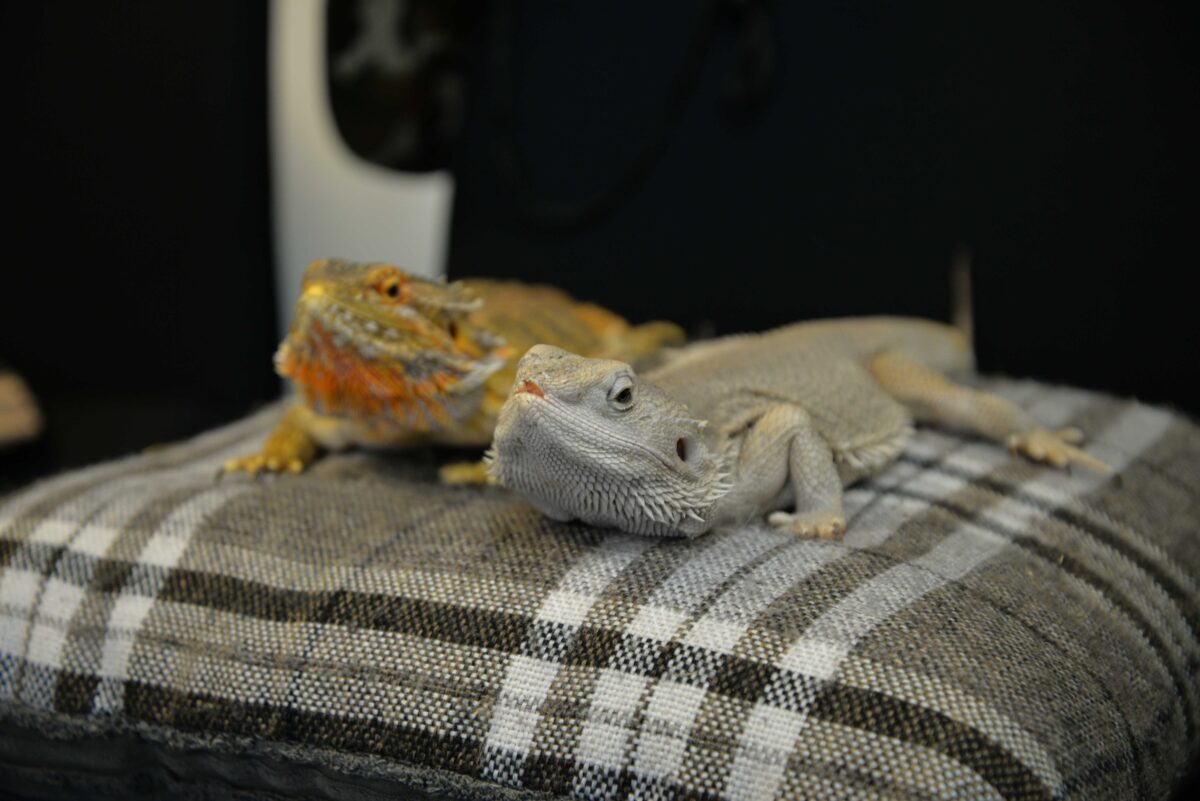 Bearded Dragons