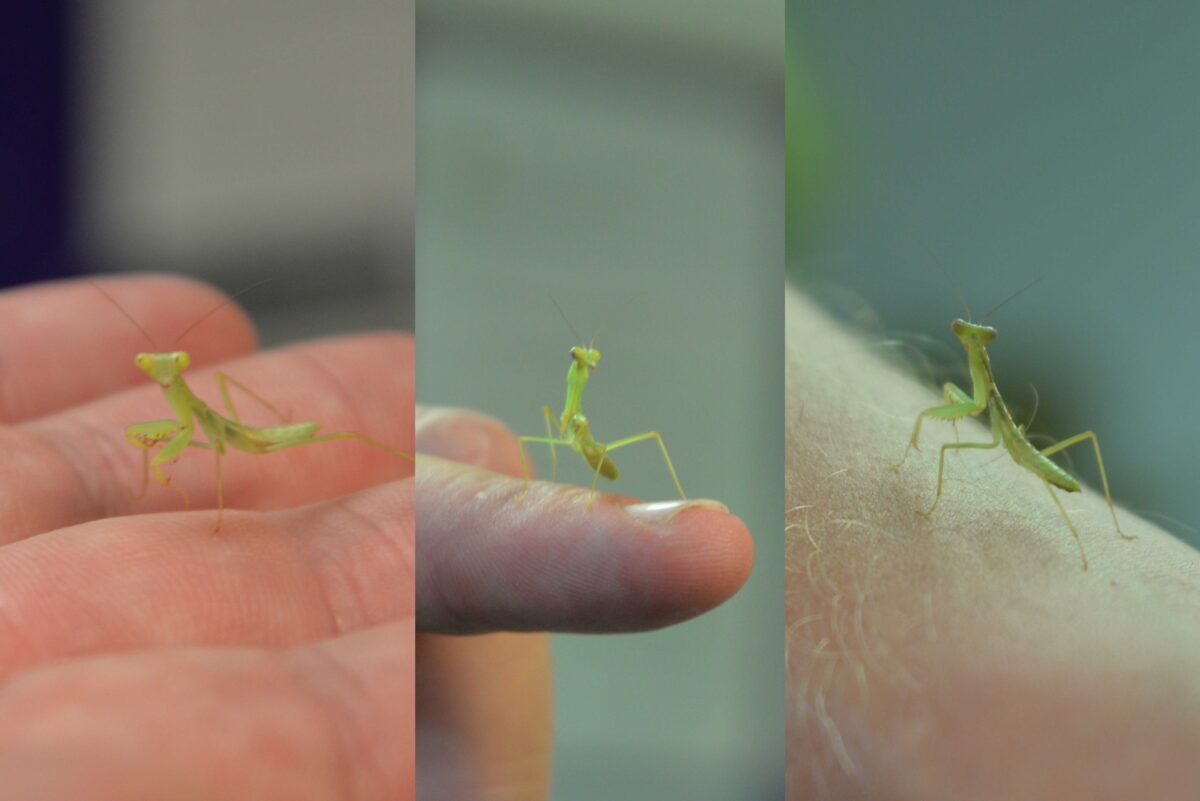Praying Mantis