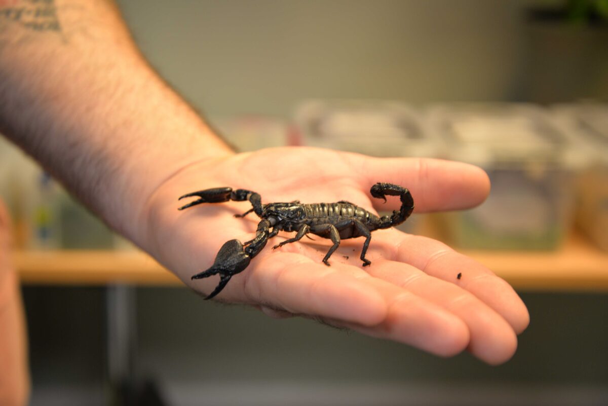 Emperor Scorpion