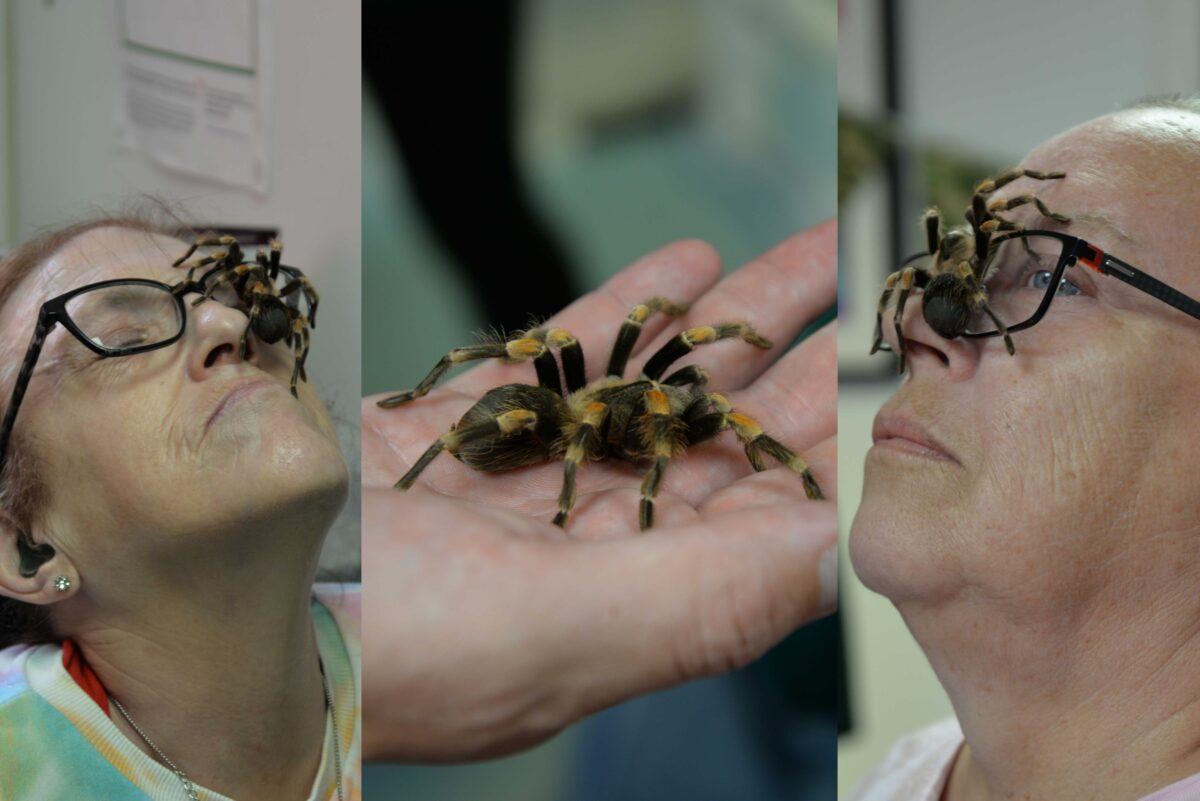 tarantula on face